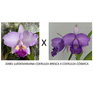 Frasco de Orquídea 33981 LUEDEMANIANA COERULEA BRESCA X COERULEA CÓSMICA