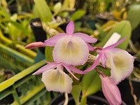 Dendrobium primulinum ( aslo x tipo )