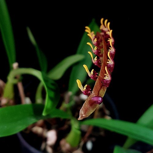 Orquidea Exótica Bulbophyllum falcatum Planta Adulta