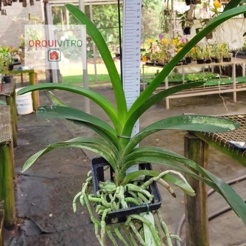 Vanda Jairak  Brown (Pré-Adulta)