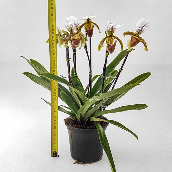 Orquídea Sapatinho Entouceirada Paphiopedilum Planta Adulta - Orquiloja