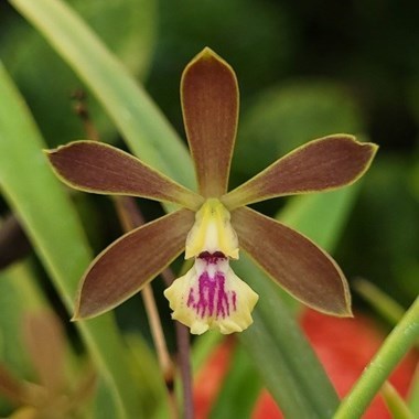 Encyclia Amazonian Sunset