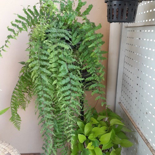 Folhagem Samambaia de Metro ADULTO (Polypodium subauriculatum)