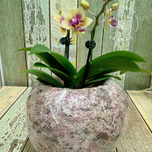 Kokedama de Musgo Rosa 2 unidades 