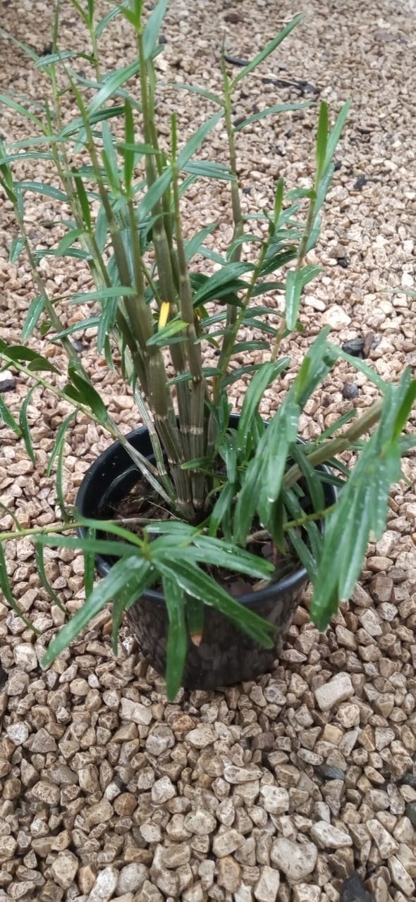 Orquídea Dendrobium hanckokii