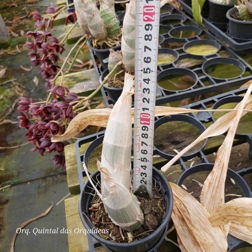 Fredclarkeara After Dark 'Sunset Valley Orchid' - ADULTO