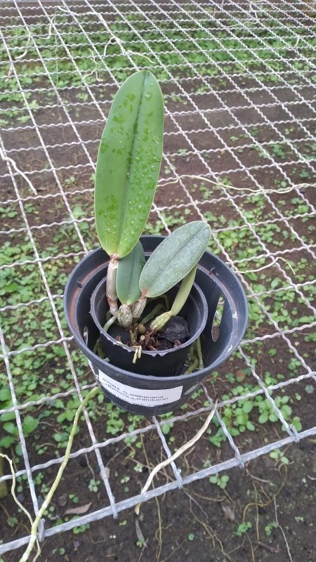 Cattleya walkeriana (Berthona x Cambara)