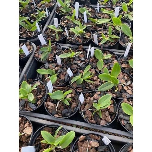 Muda de Orquídea Cattleya Amethystoglossa Alba