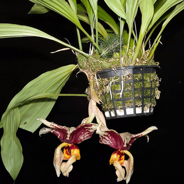 Orquídea Stanhopea tigrina - Orquiloja