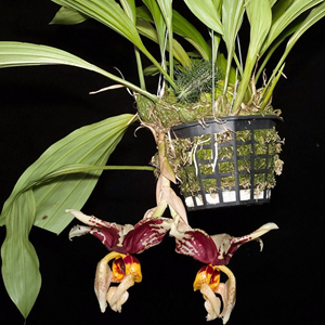 Orquídea Stanhopea tigrina