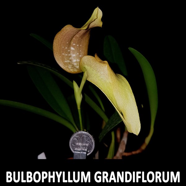 Orquídea Bulbophyllum grandiflorum Planta Adulta Com Vaso
