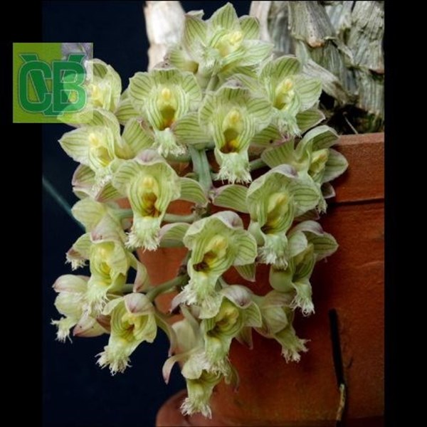 Orquídea Clowesia warscewiczii - 1286