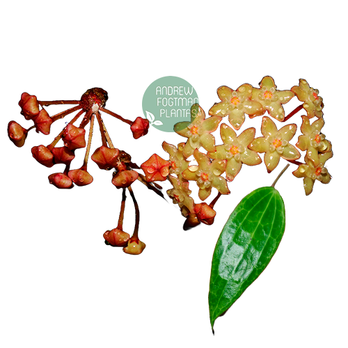 Flor de cera Hoya macrophylla - muda enraizada no pote nº 6