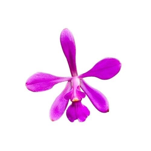 Orquídea Encyclia ghilanii 