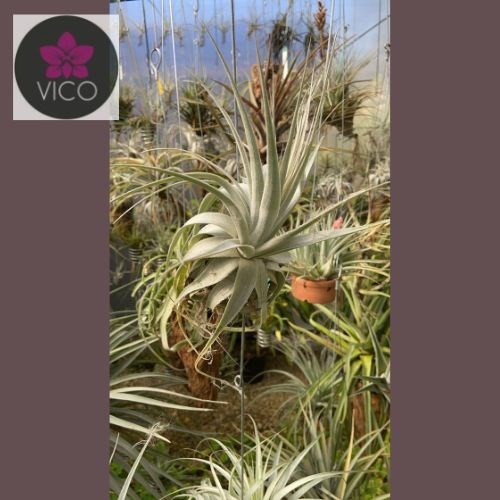 Tillandsia gardnerii 