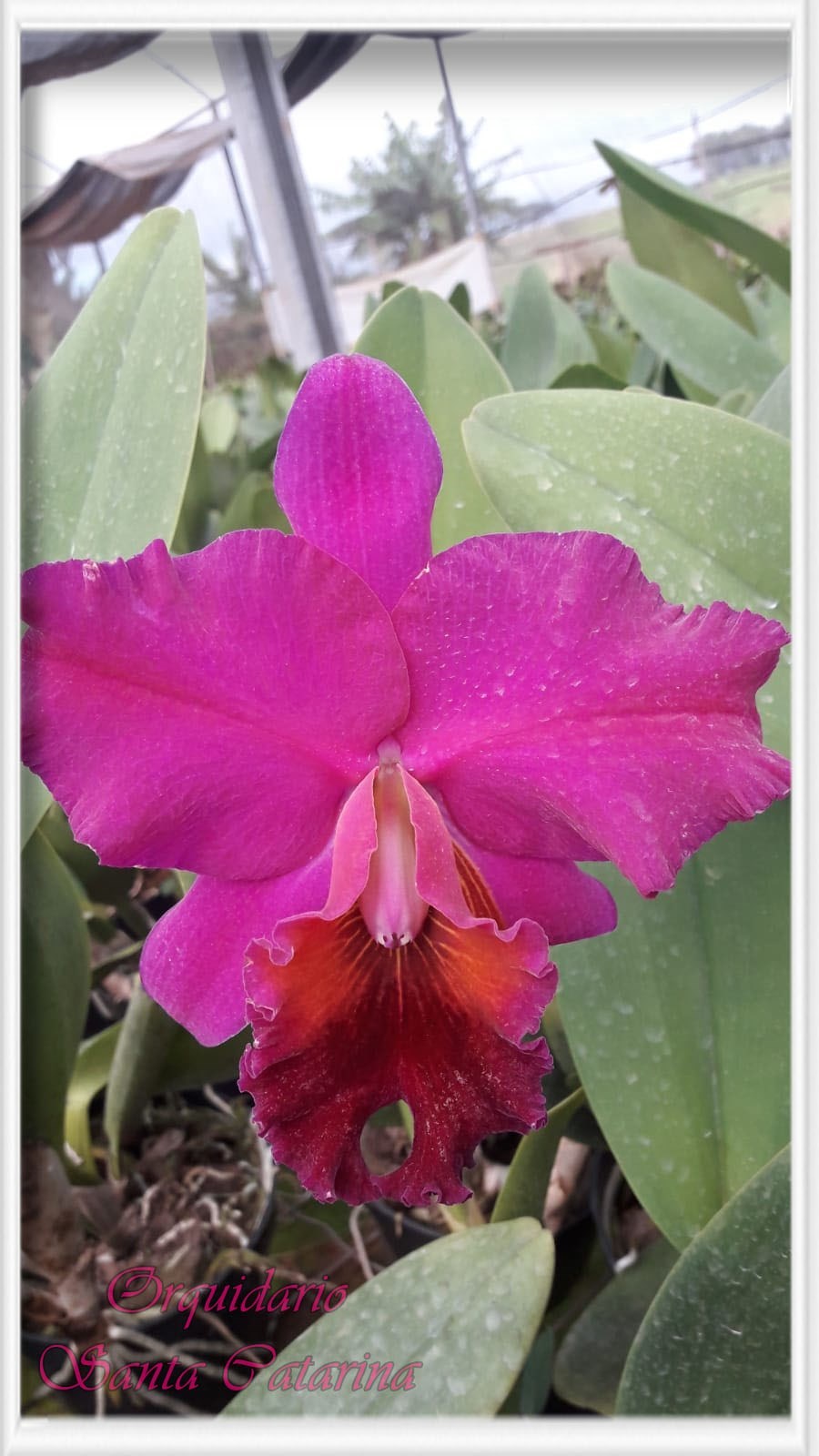 Orquídea BLC.  Roberto Cardoso X BLC. Oconee Mendenhall