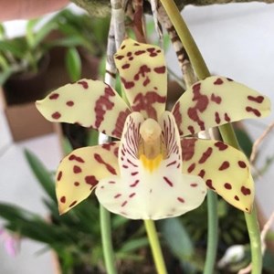 SCUTICARIA STEELEI