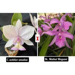 Muda de Orquídea Cattleya Nobilior Amaliae X Bc. Maikai Mayumi