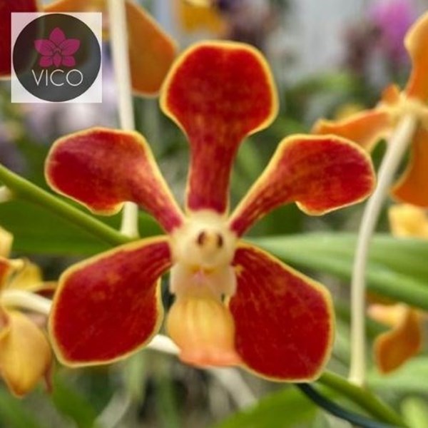 Orquídea Vanda mariae - Orquiloja