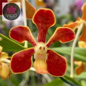 Orquídea Vanda mariae