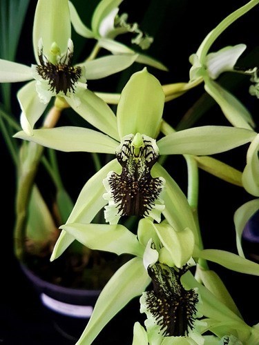 Orquídea Coelogyne pandurata Planta Adulta Flor Verde Linda