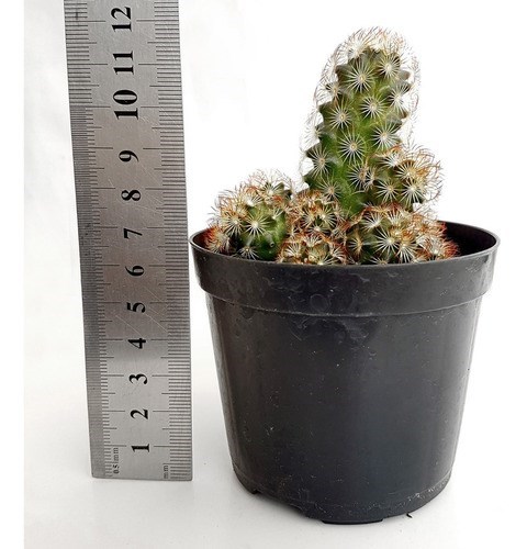 Planta Cacto Dedo-de-dama ( Mammillaria Elongata )