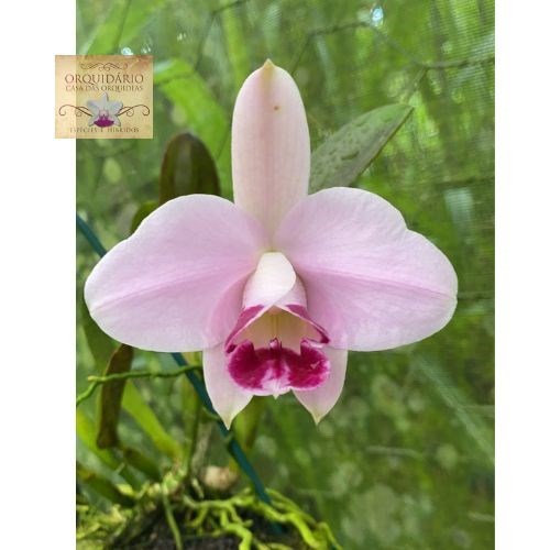 Orquídea Hadrolaelia pumila vinicolor