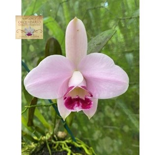 yalangoch mushuk raqobati