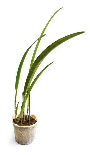 Orquídea Arpophyllum giganteum Planta Adulta ! Com Vaso !