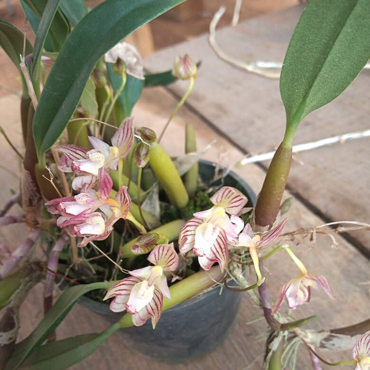 Orquídea Bulbophyllum ambrosia
