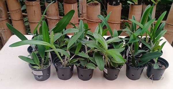 Kit Cattleya hibrida - 20 plantas sortidas