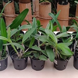 Kit Cattleya hibrida - 20 plantas sortidas