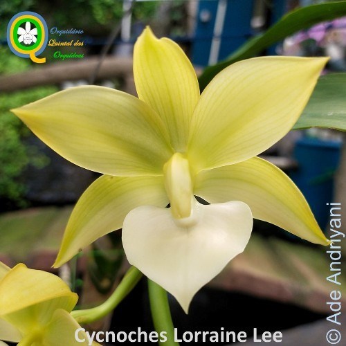 Cycnodes Lorraine Lee - Adulto