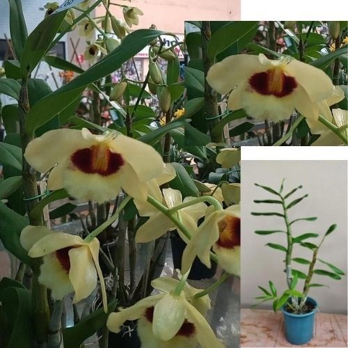 Orquídea Dendrobium Gatton Sunray