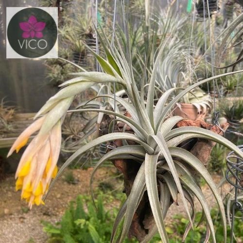Tillandsia ixioides