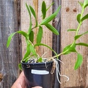 Registro Disponível : Epidendrum ( macrocarpum x calanthum )