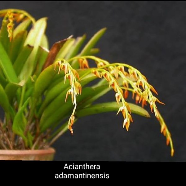 Micro Orquídea Acianthera adamantinensis ( =Pleurothallis adamantinensis) - "Orquídea Suculenta "