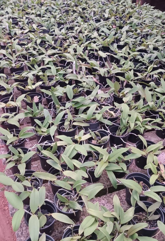 Cattleya (aclandiae x schilleriana)