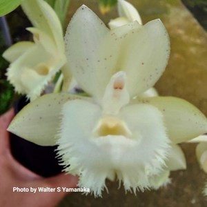 Clowesetum Cosmic Sunlight - Adulto