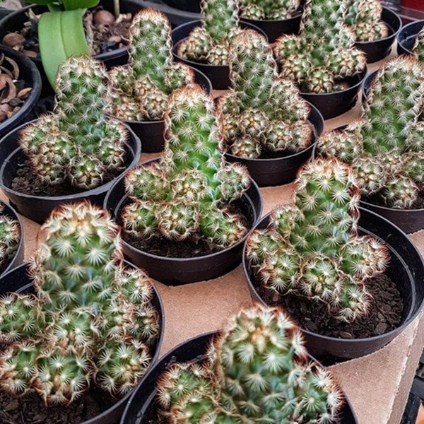 Planta Cacto Dedo-de-dama ( Mammillaria Elongata )