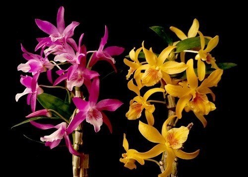 Kit 2 Orquídeas Dendrobium Stardust's ! Plantas Adultas !