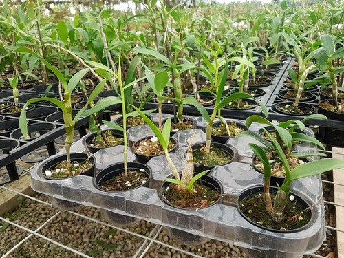 Kit Mudas De Orquídeas Mista 36 Unidades Super Promoção.