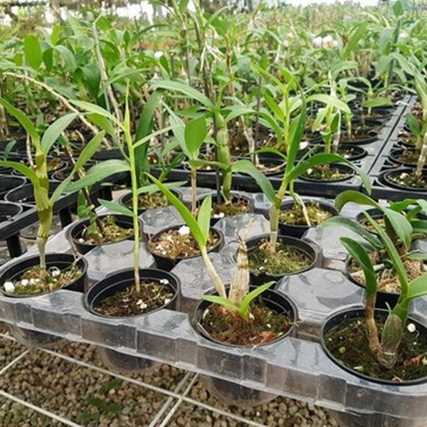 Kit Mudas De Orquídeas Mista 36 Unidades Super Promoção.