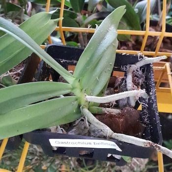 Gastrochillus bellinus