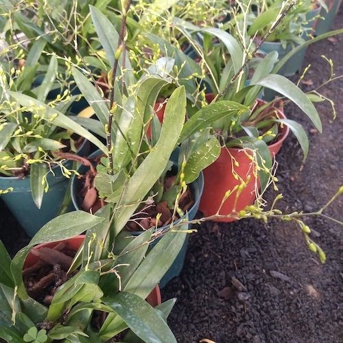 Orquídea Oncidium Twinkle (cores diversas)