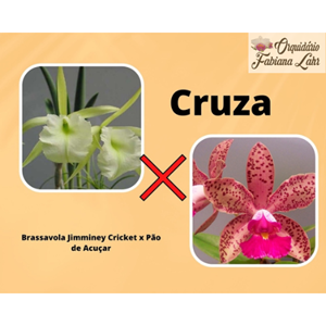 Orquídea Brassavola Jimminey Cricket x Cattleya Pão de Açúcar