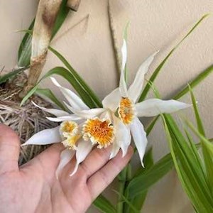 Orquídea Thunia Marshalliana