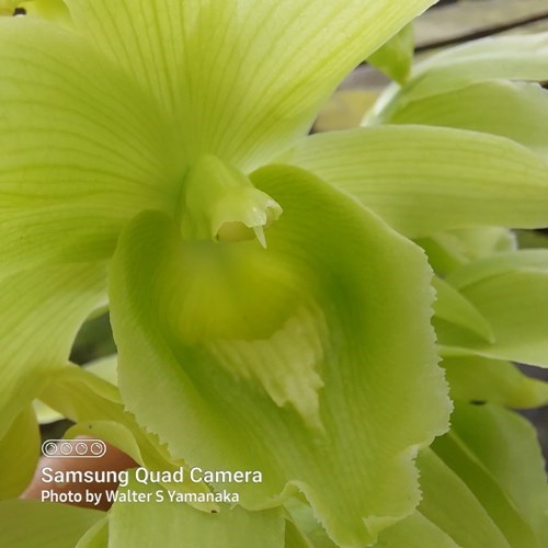 Clowesetum Black Jade - Adulto