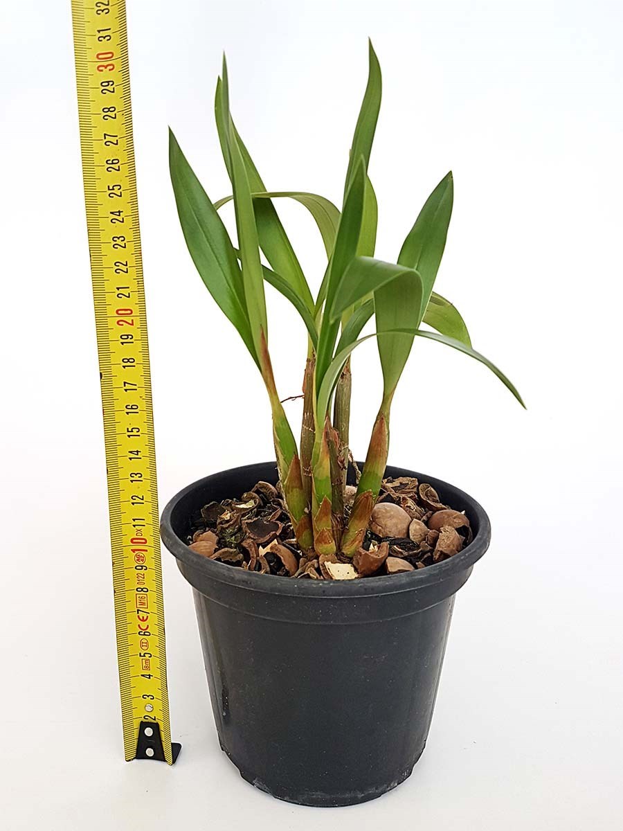 Orquídea Eria xanthocheila Planta Adulta Flor Exótica