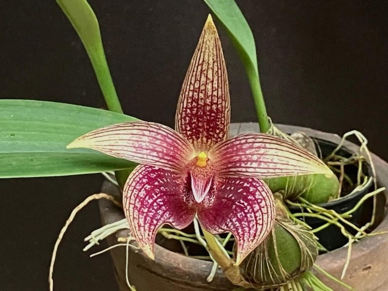 Bulbophyllum facetum